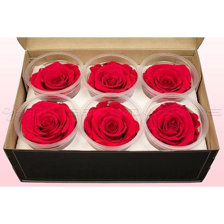 Echte rozen - Kleur Kers - Maat XL, 6 rozen - 100% natuurlijk