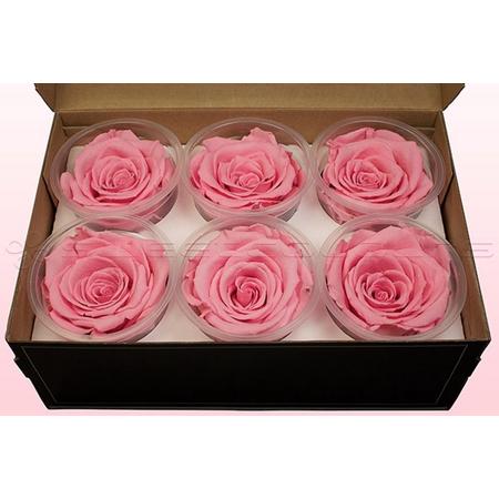 Echte rozen - Kleur Lichtroze - Maat XL, 6 rozen - 100% natuurlijk