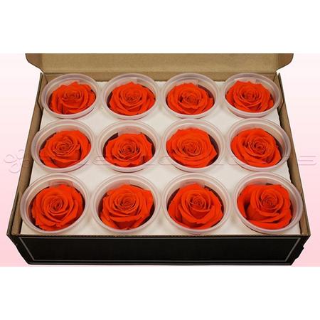 Echte rozen - Kleur Oranje- Maat M, 12 rozen - 100% natuurlijk