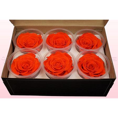 Echte rozen - Kleur Oranje- Maat XL, 6 rozen - 100% natuurlijk