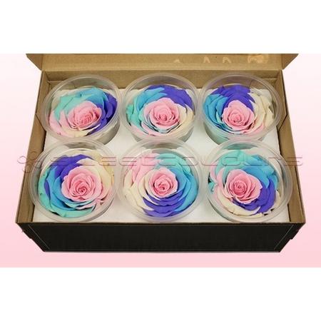 Echte rozen - Kleur Rainbow - pastel Maat XL, 6 rozen - 100% natuurlijk