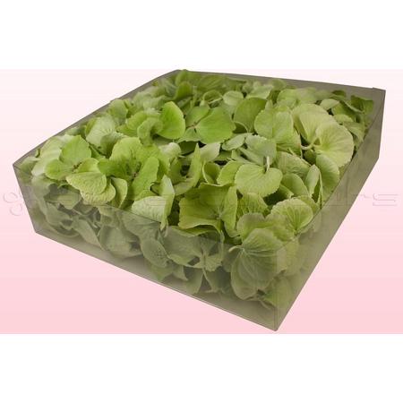 Hortensiablaadjes - Kleur Groen-2 liter doos - 100% natuurlijk
