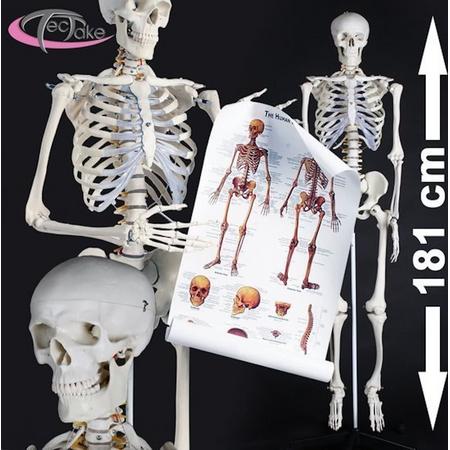 Skelet anatomie model op staander 181cm 400502