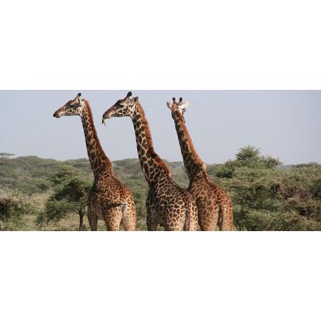 Diamond painting-  Volwassenen - Giraffe - Dieren - Afmeting 40 x 50 cm - Pakket - Inclusief tools