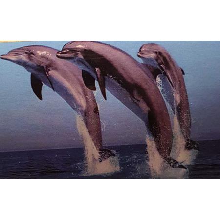 Diamond pianting dolfijnen maat 40x50