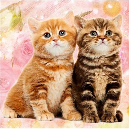 Toi-Toys - Diamond Painting 5D - Twee schattige kittens - 30x30 cm