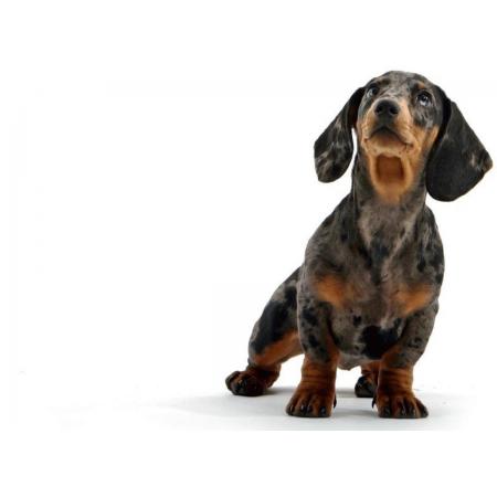 TOPMO- Beagle- lief hondje- 40 x 50 CM - Diamond painting pakket - HQ Diamond Painting - volledig dekkend - Diamant Schilderen - voor Volwassenen – ROND