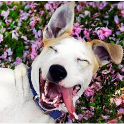TOPMO- Lachende hond met bloemenveld achtergrond - XL MAAT- Diamond painting pakket - HQ Diamond Painting - volledig dekkend - Diamant Schilderen – voor Volwassenen – ROND - 40 x 50 CM