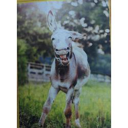 TOPMO diamond painting-  Happy Donkey - volledig 40x50cm