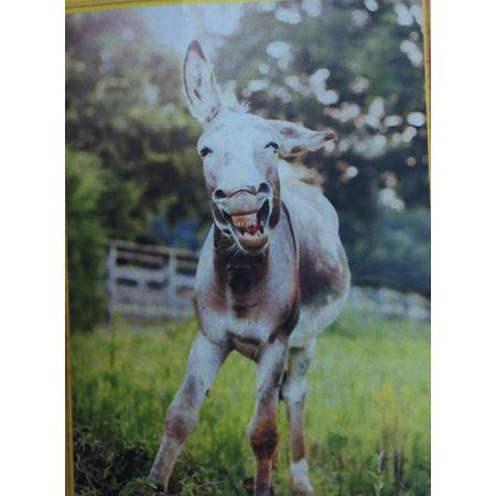 TOPMO diamond painting-  Happy Donkey - volledig 40x50cm