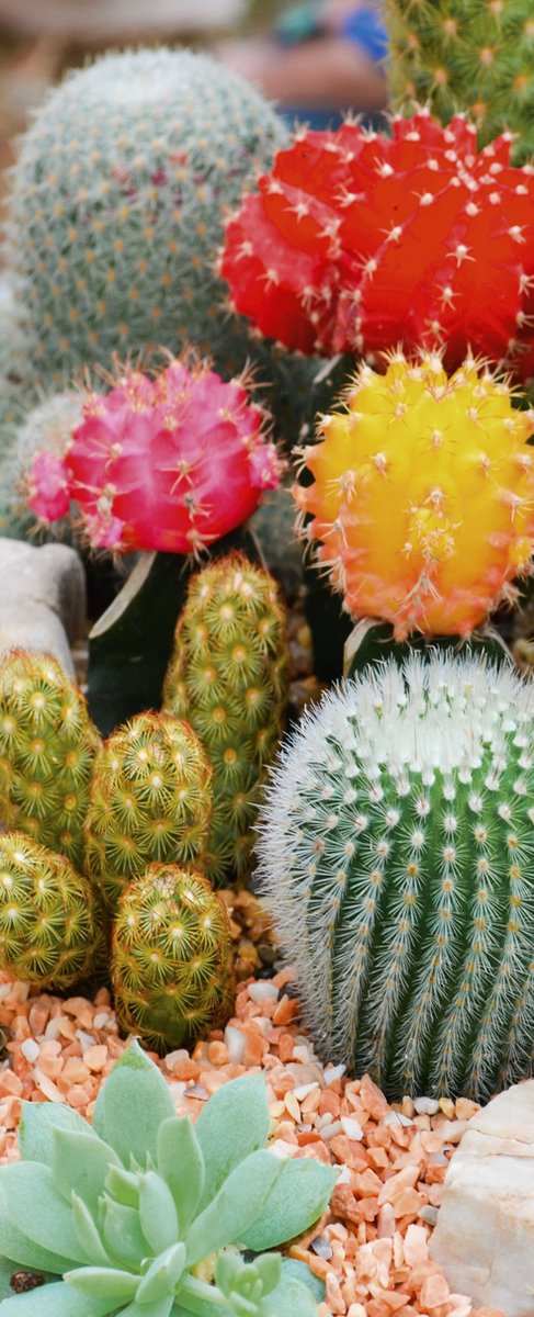 Banner Cactus 75 cm x 180 cm