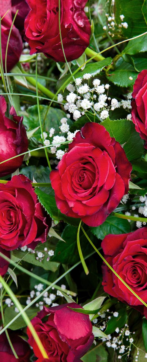 Banner Latoya 75 cm x 180 cm