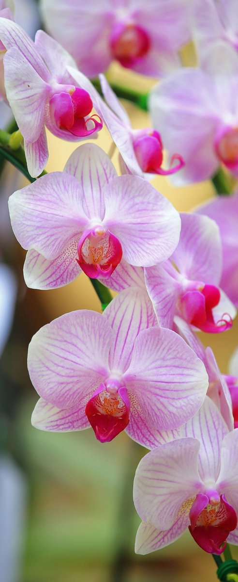 Banner Maaike 75 cm x 180 cm