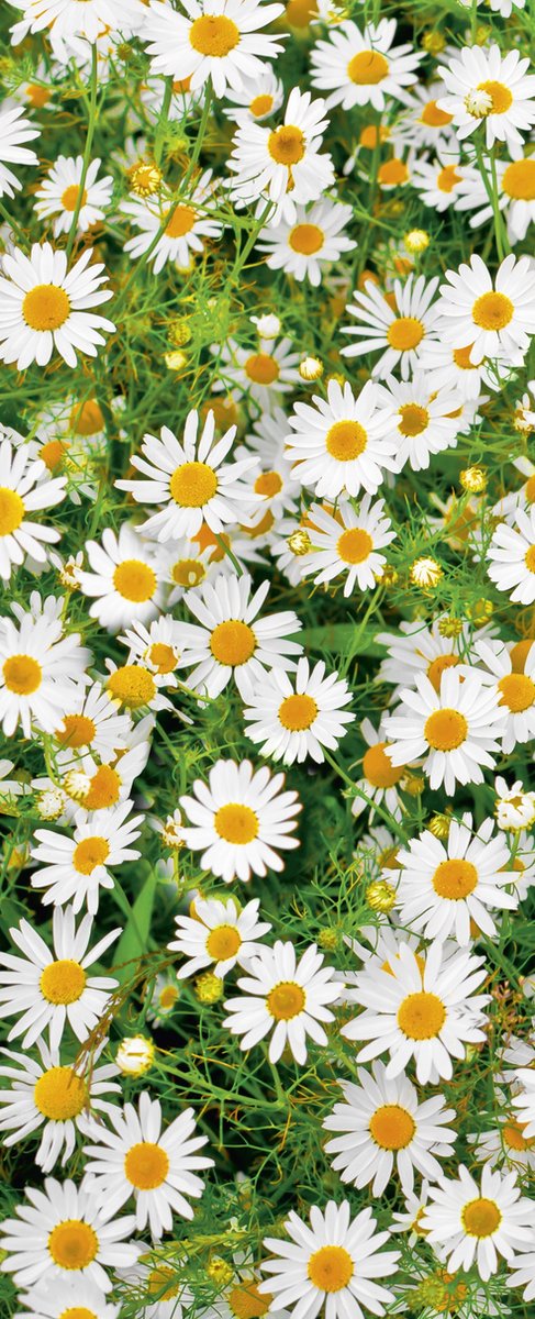 Banner Maggy 75 cm x 180 cm