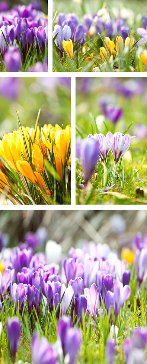 Banner Mia 75 cm x 180 cm