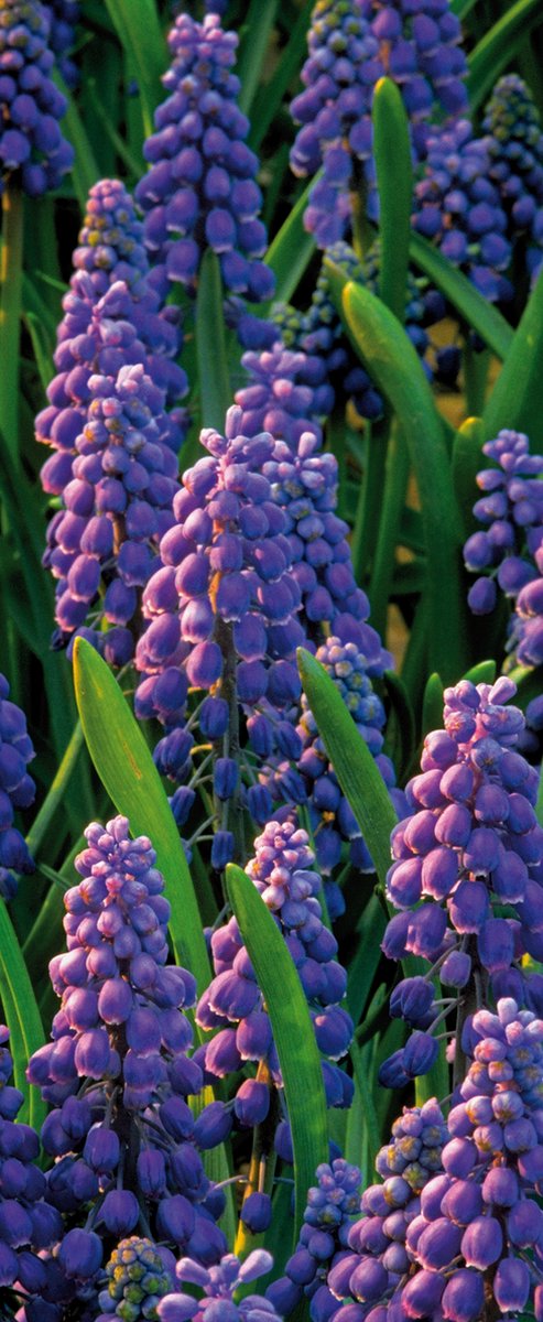 Banner Muscari Banner 75x180 cm