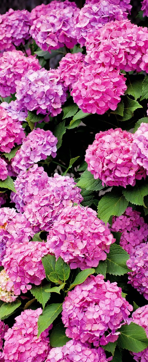 Banner Rianne 75 cm x 180 cm