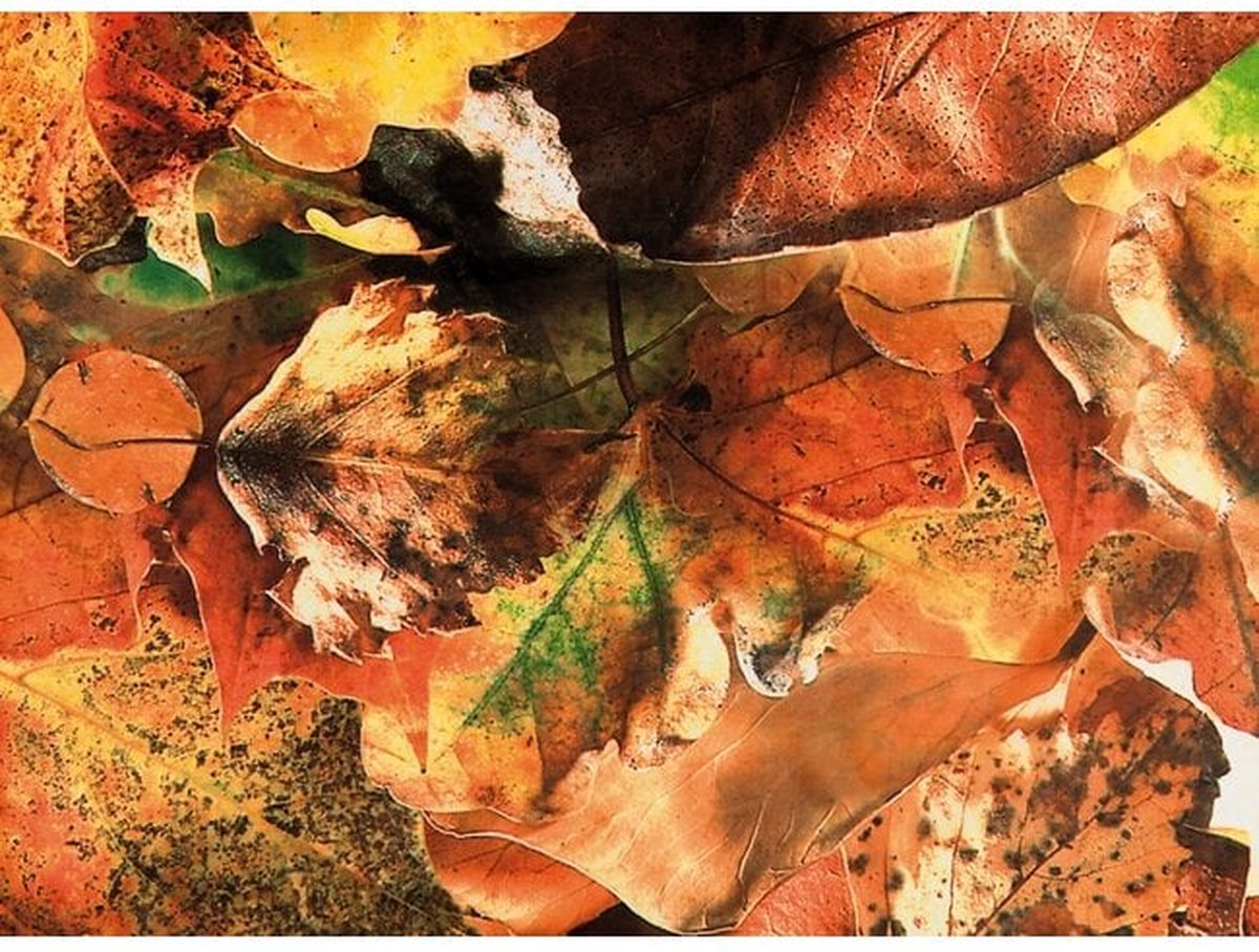 Banner herfstbladeren 150 cm x 2,5 mtr