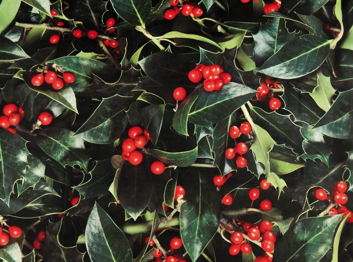 Banner hulst met bes 150 cm x 2,5 mtr