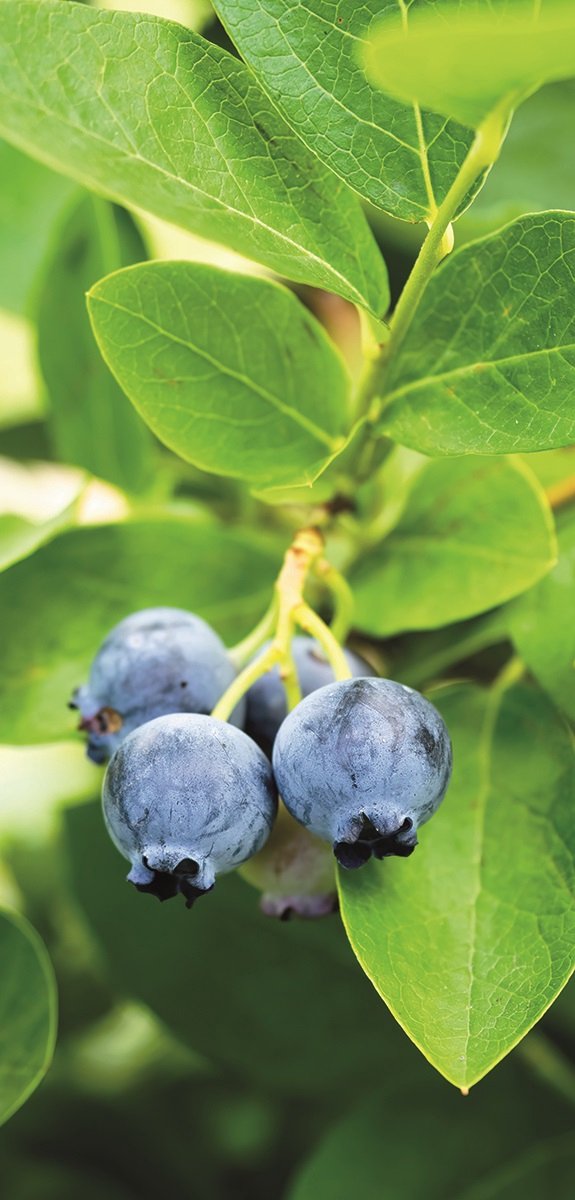 Display Banner Alisa 90 cm x 180 cm