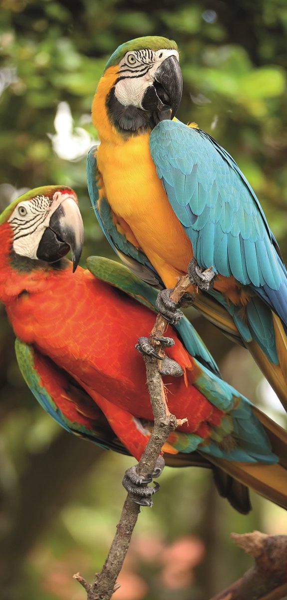 Display Banner Ciri 90 cm x 180 cm