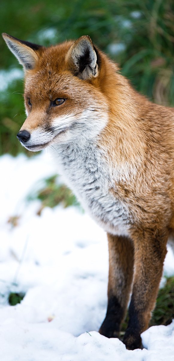 Display Banner Fox 90 cm x 180 cm