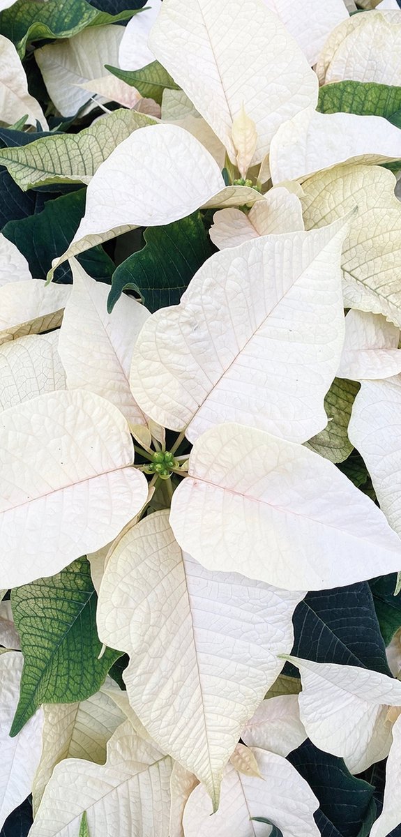 Display Banner Vayenne 90 cm x 180 cm