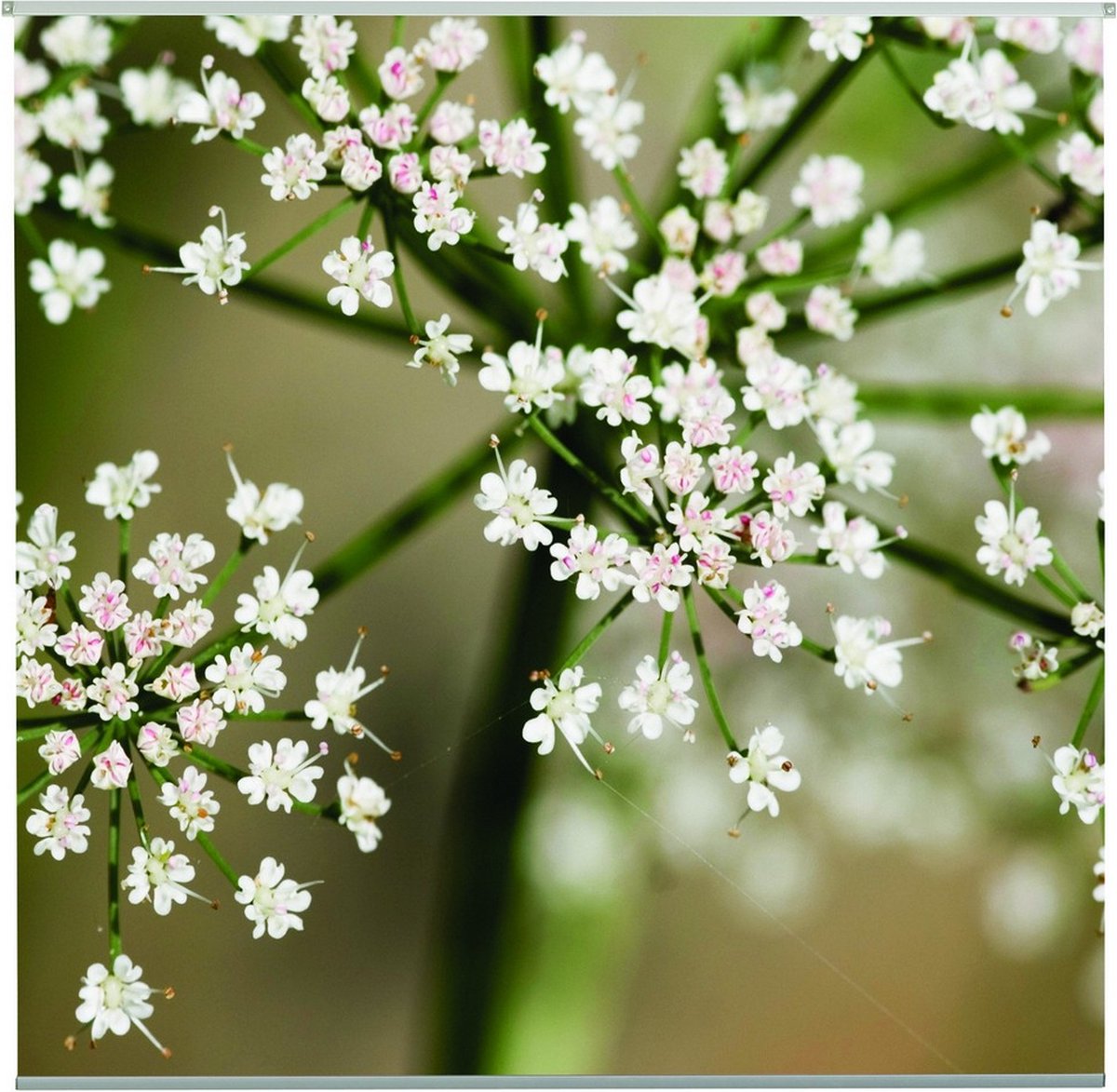 Romy Outdoor TextielPoster fotoprint 95x95cm