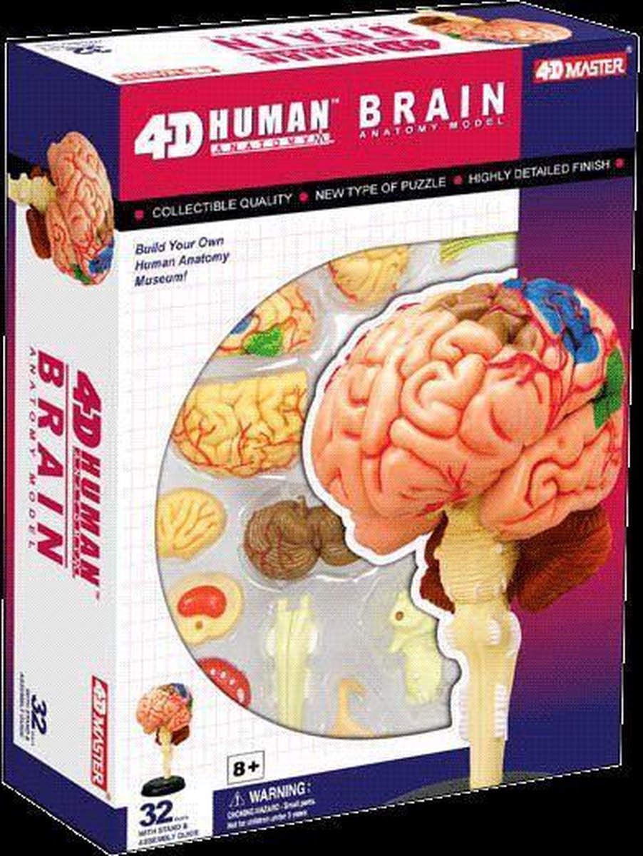 4D Menselijk Hersenen Anatomie Model