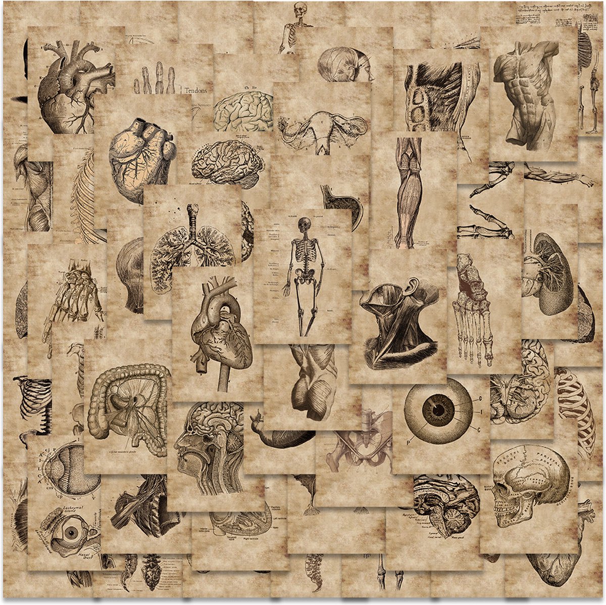 Retro-anatomie Stickers 50 Stuks - Luxe Stickers - Skateboard Stikers - Laptop Stickers - Stickers Kinderen - Stickers Volwassenen - Stickervellen - Plakstickers - Stickers Koffers - Bullet Journal