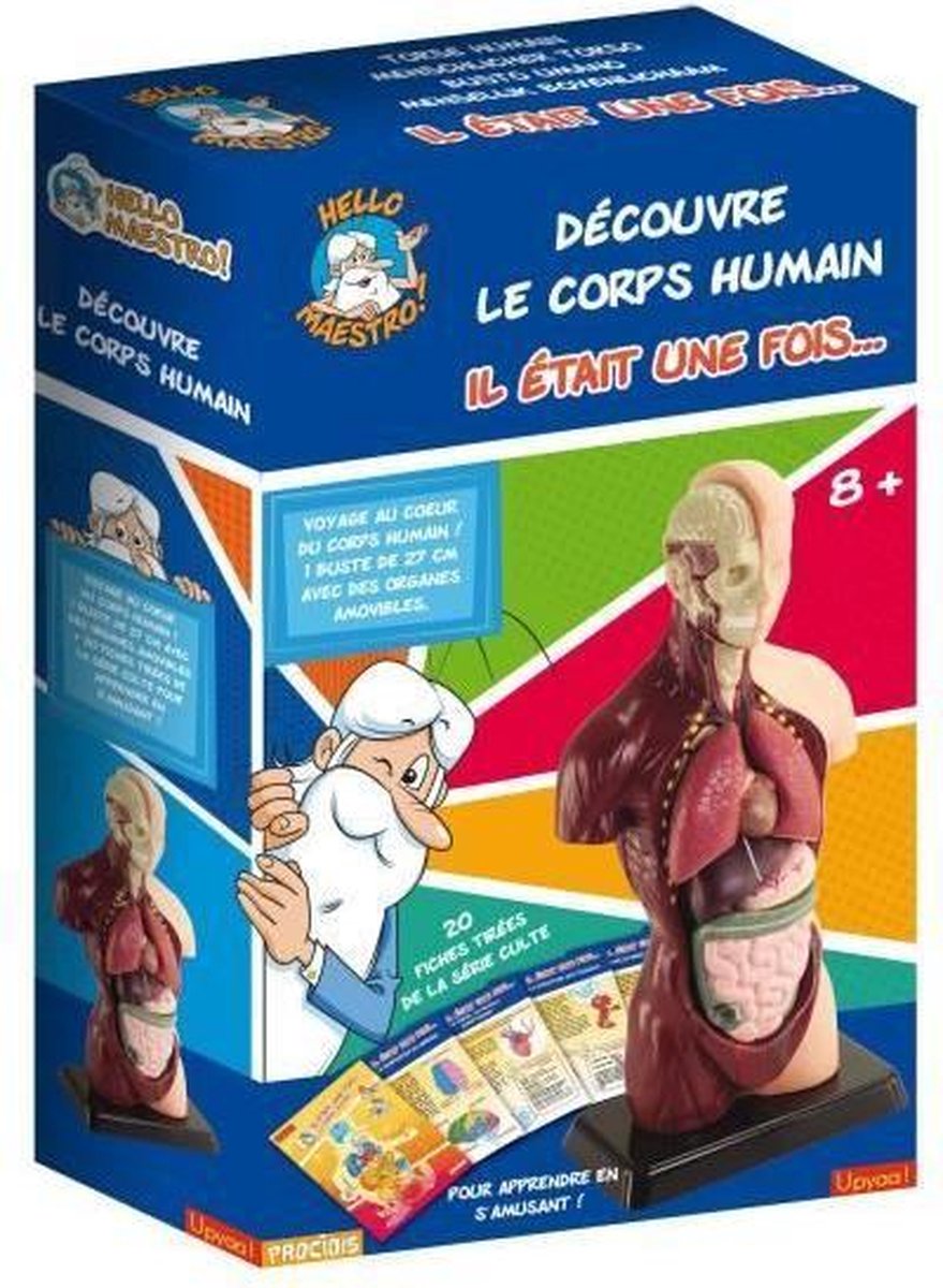 HELLO MAESTRO Anatomie van de buste - Ontdek het menselijk lichaam