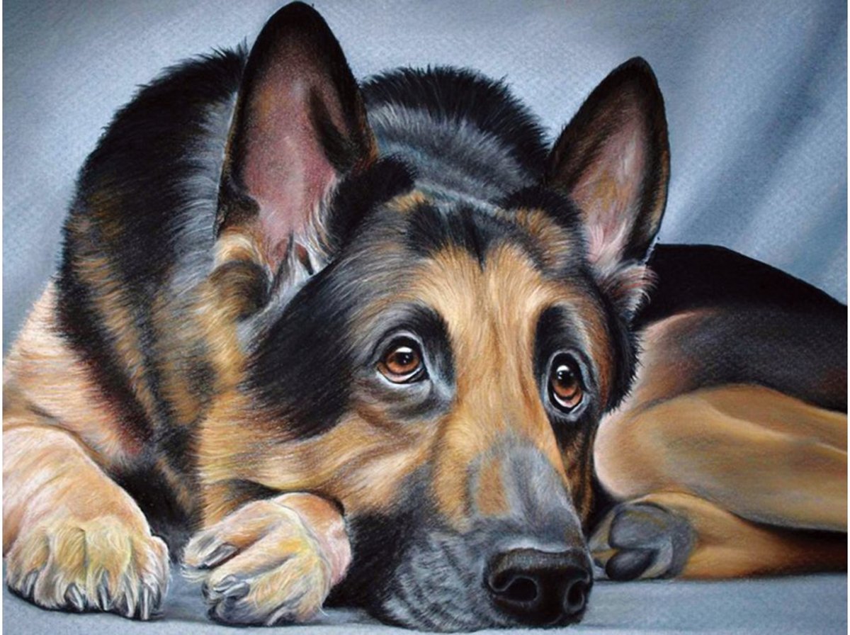 Diamond Painting Sheperd AZ-1418