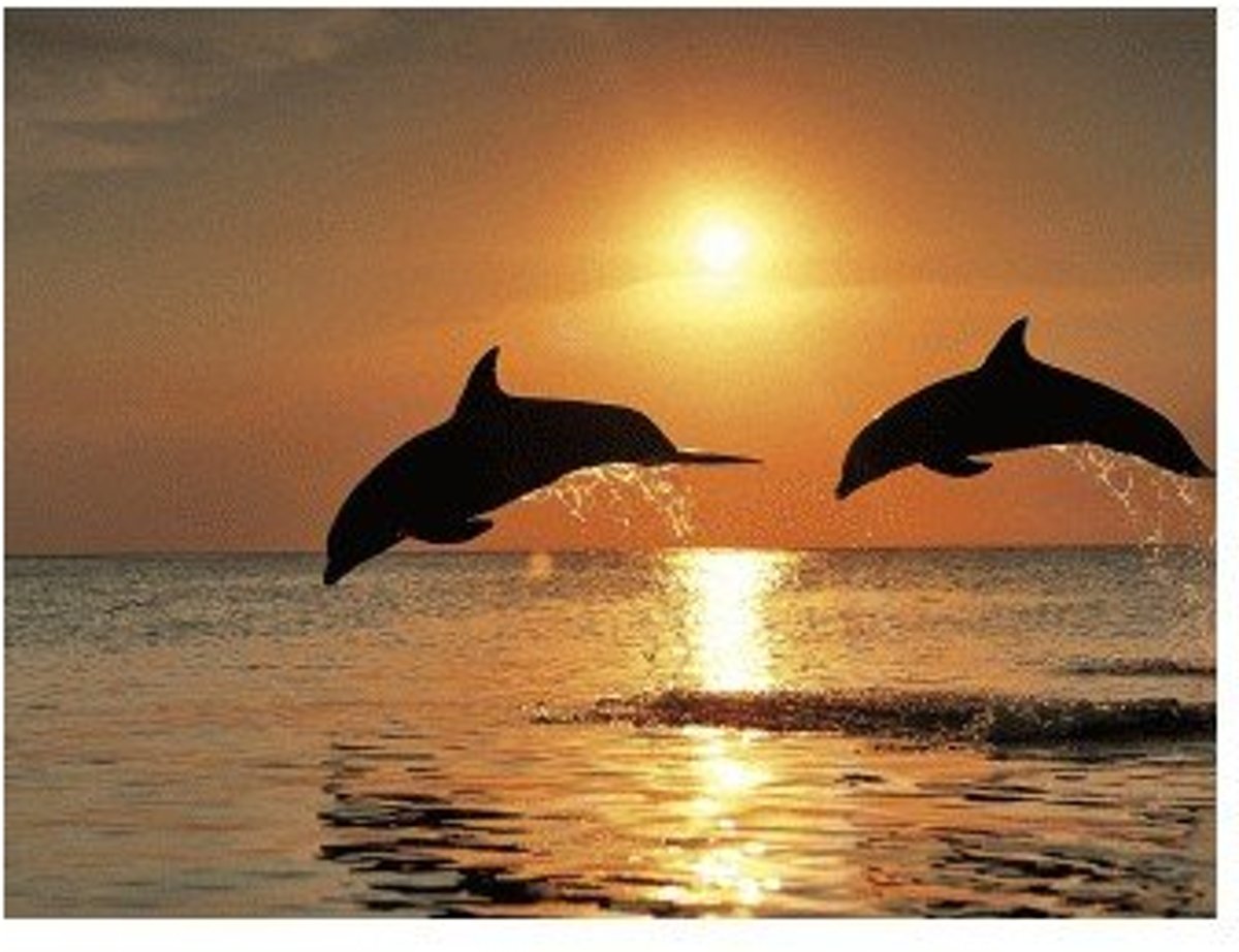 Full Diamond Painting - Dolfijnen bij Zonsondergang