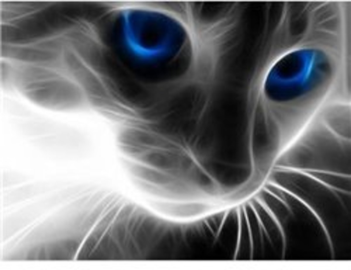 Full Diamond Painting- Kat met Blauwe Ogen