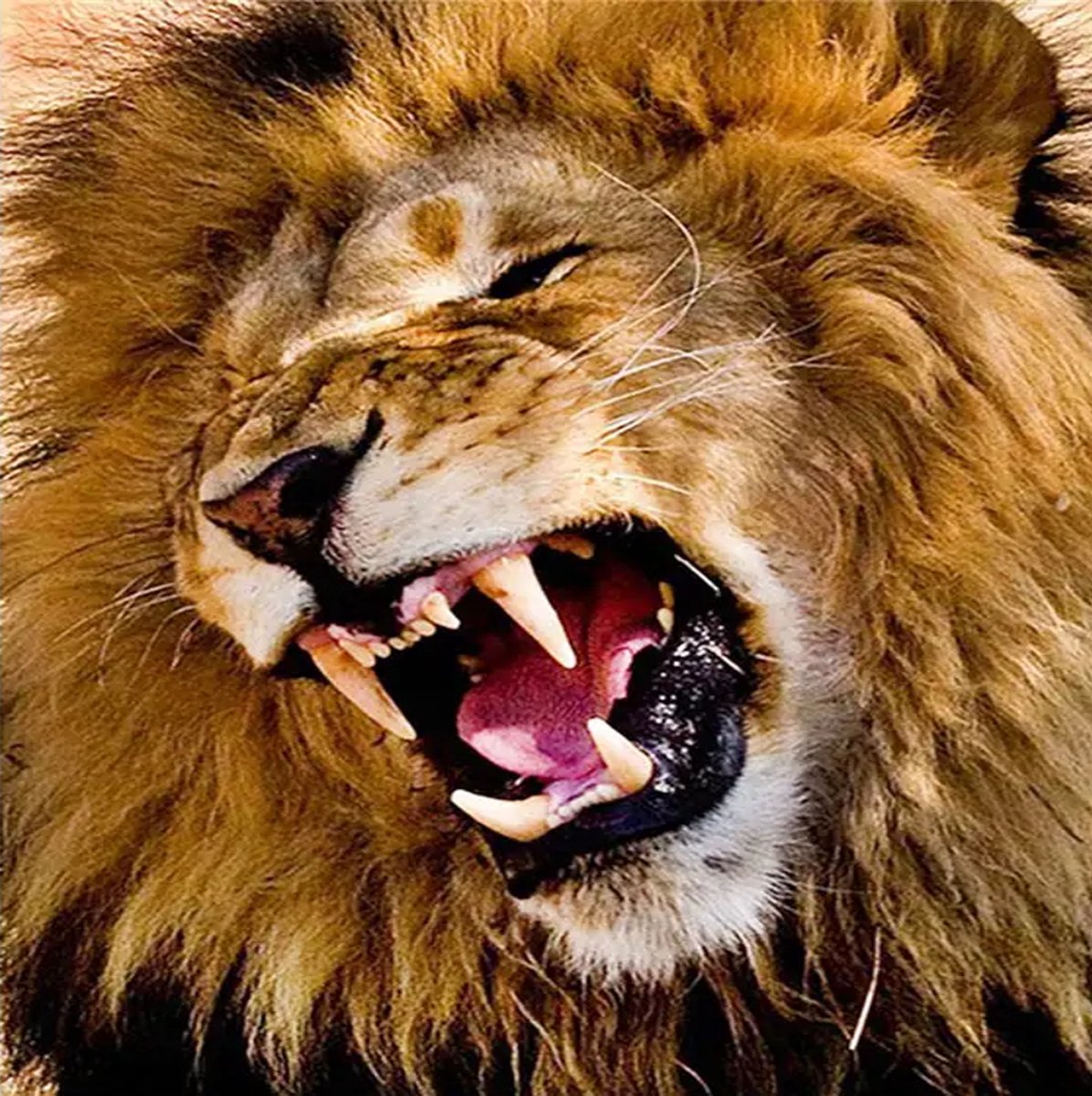 BJoy Diamond Painting 40x50 - Leeuw Dieren