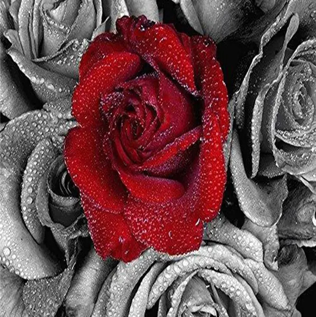 BJoy Diamond Painting 40x50 - Rode Roos