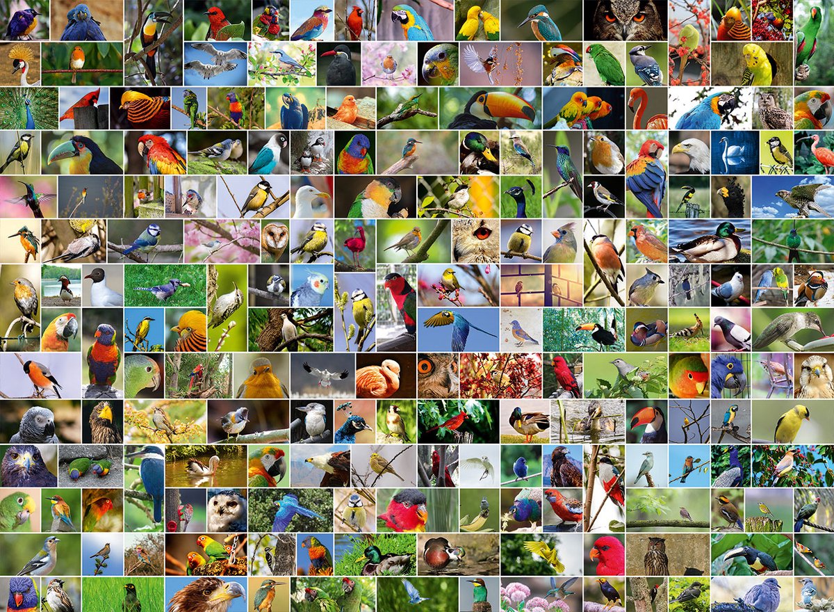 Bluebird Collage - Worlds most Beautiful Birds  -  Puzzel 4000 stukjes