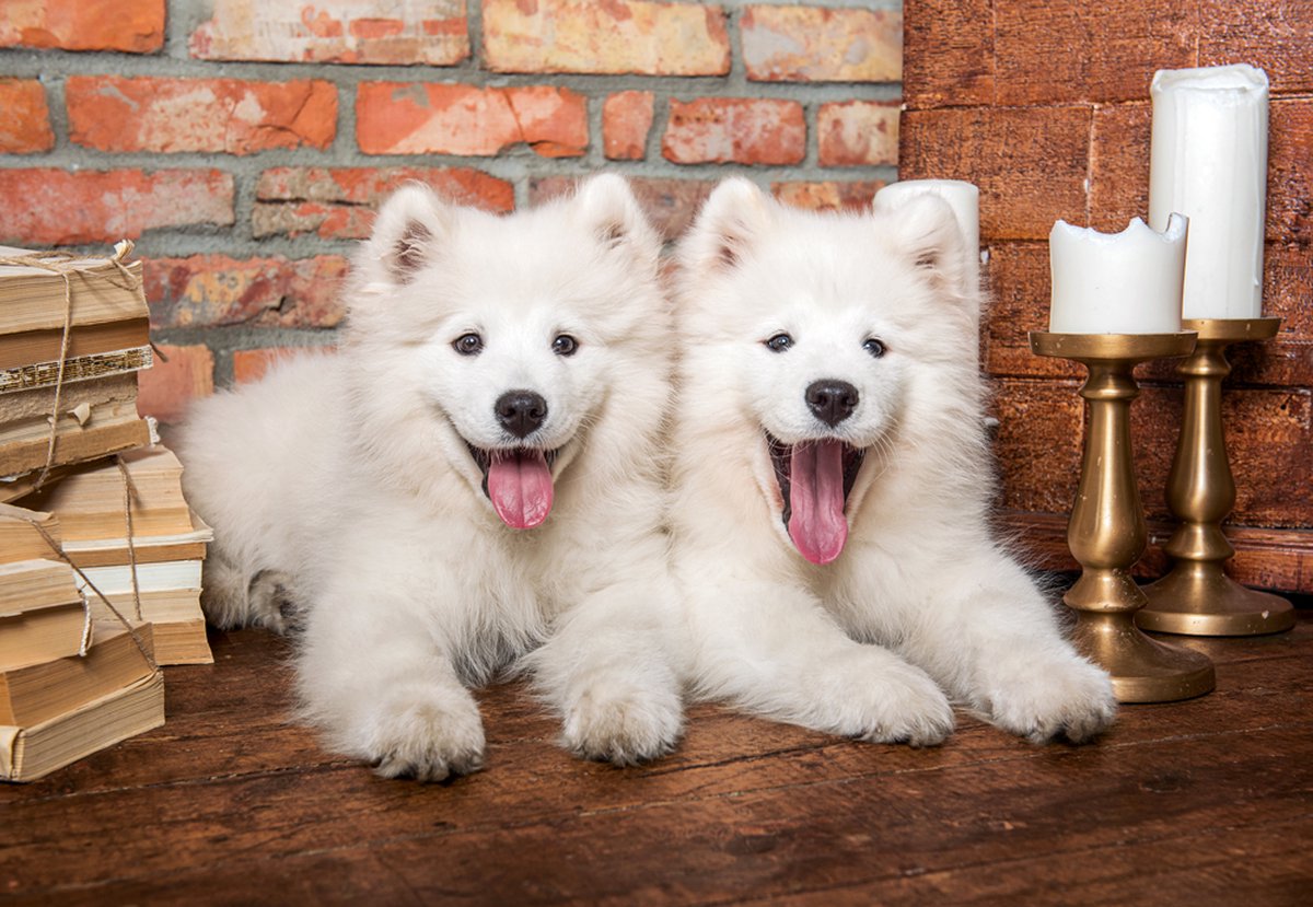 Castorland puzzel Samoyed Puppies Say Hello - 1000 stukjes legpuzzel.