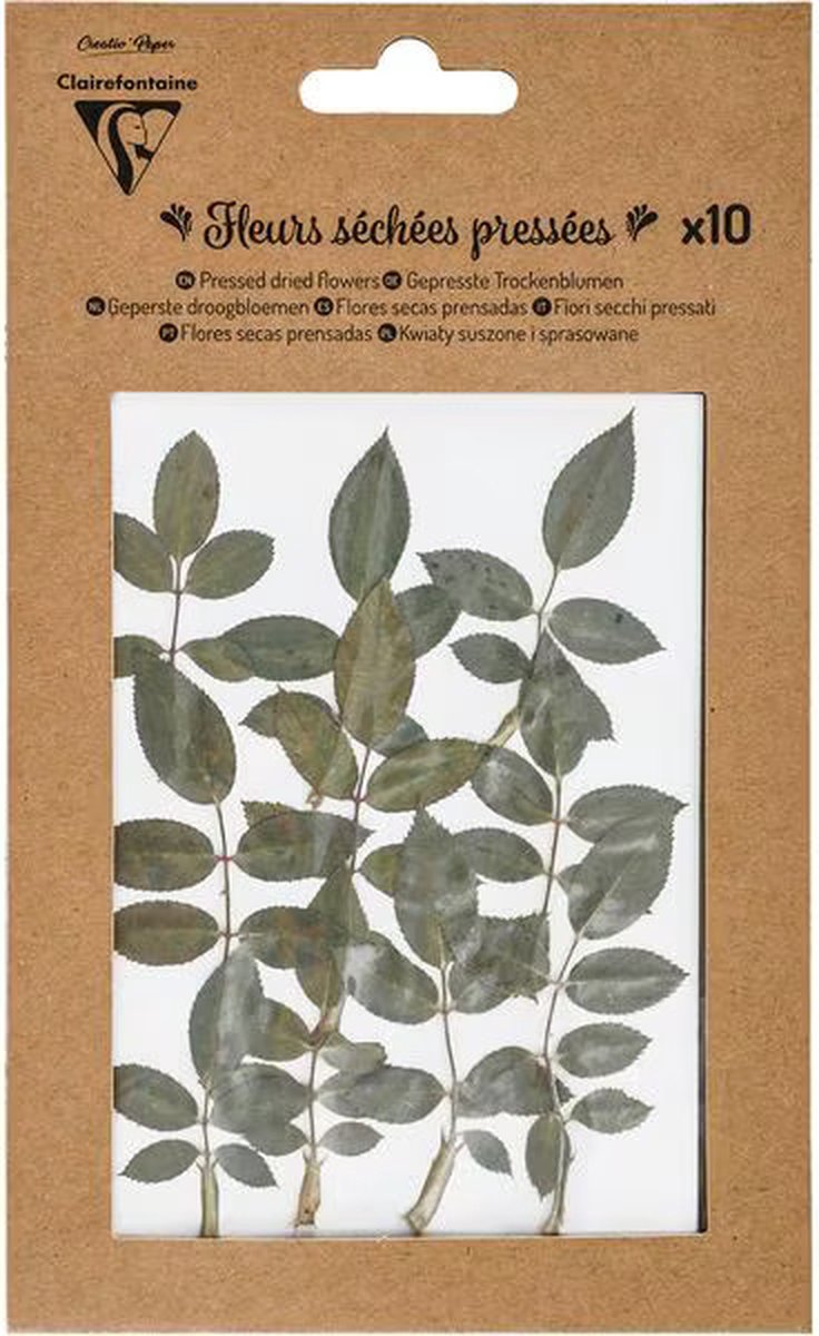 Geperste droogbloemen - 10 stuks Bladgroen Rozenblad
