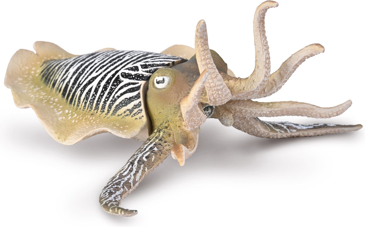 Collecta Zeedier Speelfiguur Gewone Zeekat XL - Educatief Dierenspeelgoed.