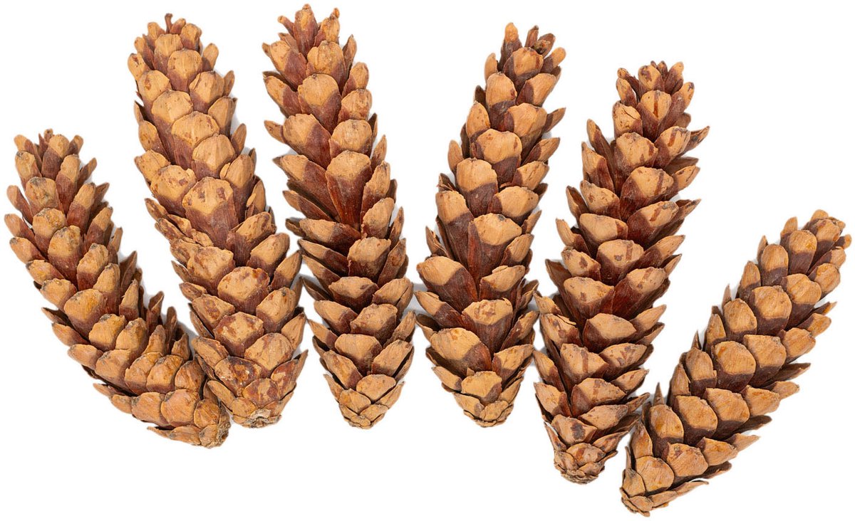 Colorations - Natuurlijke Strobuskegels, 6st.