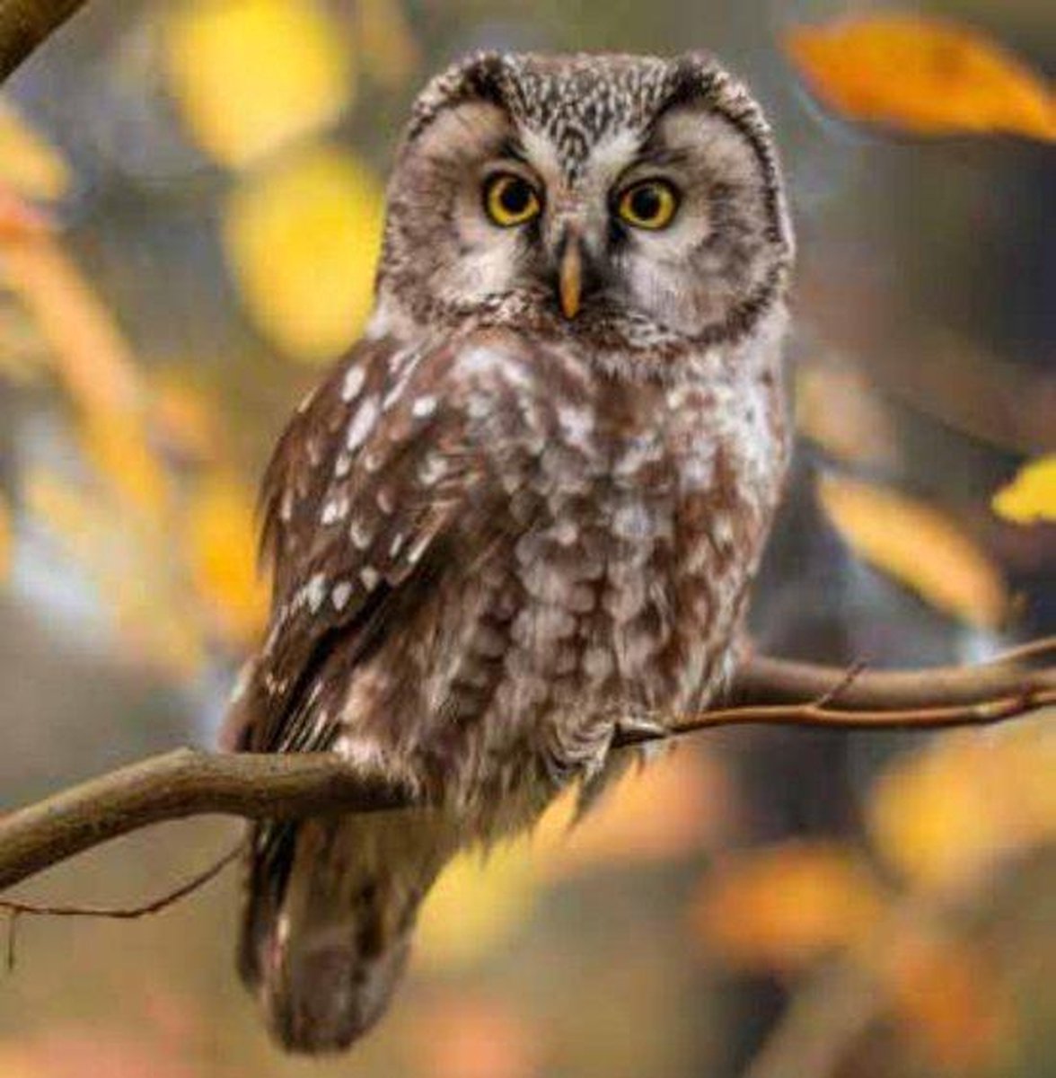 Diamond painting uil tawny owl zittende uil 30 x 30 cm crystal art ronde steentjes direct leverbaar met lijst