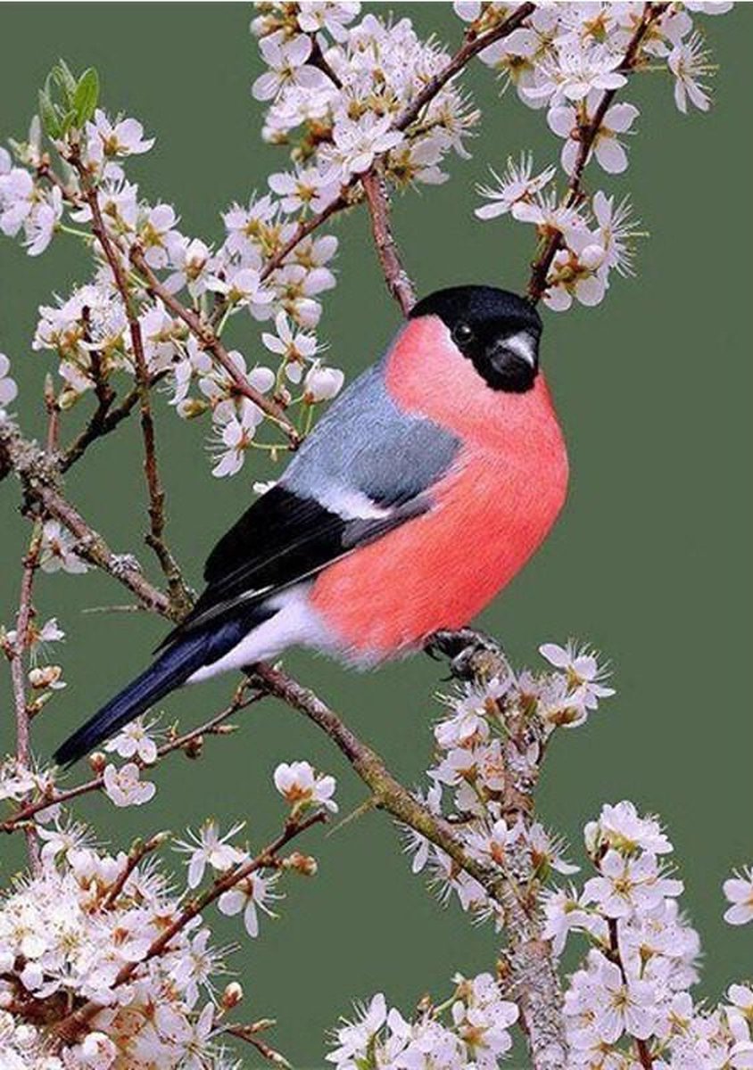 Diamond Painting vogel met bloesem volwassenen -  vierkante steentjes - volledig bedekt - 40x50 cm - -