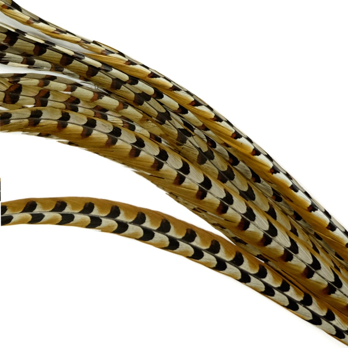  : Koningsfazant 137 - 150 cm