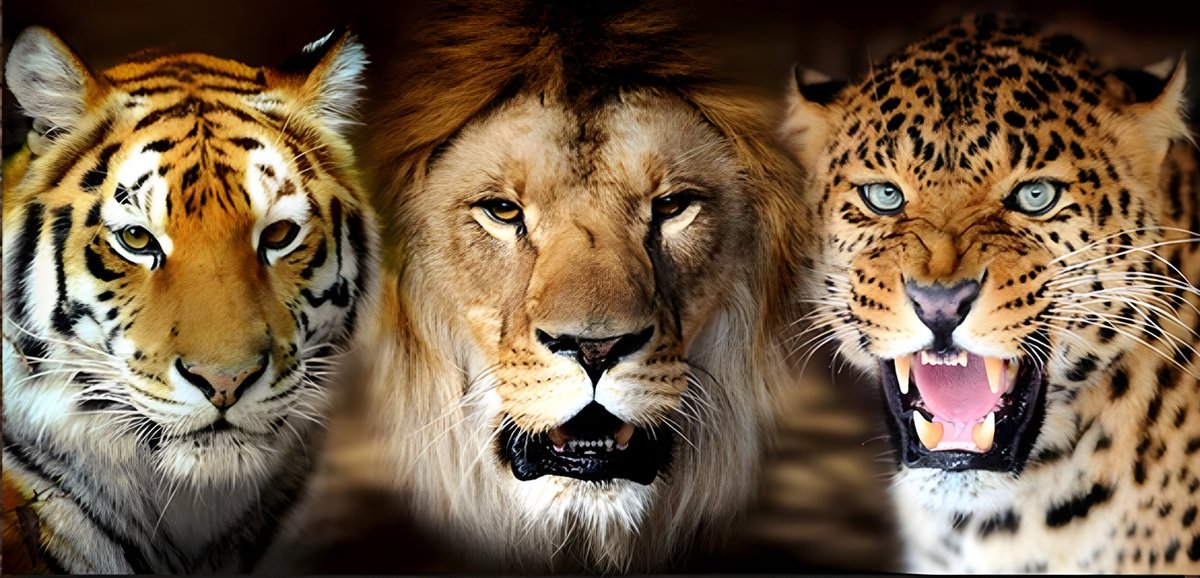 3 Wild cats 50x100cm - Diamond painting - compleet pakket - Tijger, leeuw en panter - volledig beplakt - ronde steentjes
