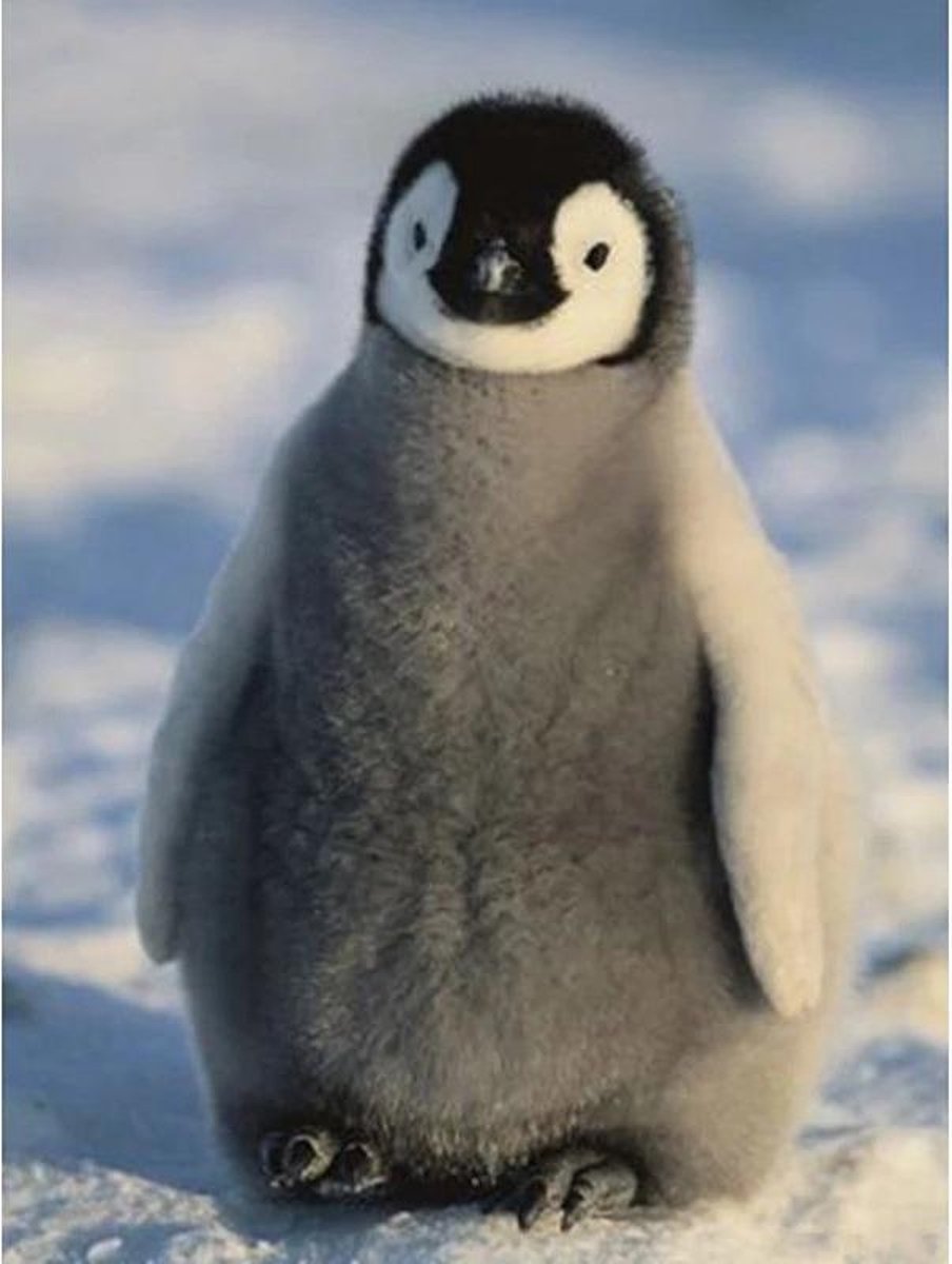 Diamond Painting - Pinquin - 40x50 cm - Vierkante steentjes - Volledig te bedekken - Hobbypakket - Compleet pakket