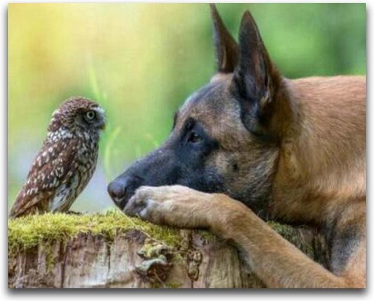 Diamond Painting Herdershond met Uil - Hobbypakket - Vierkante steentjes - 60x45 cm - Volledig te beplakken