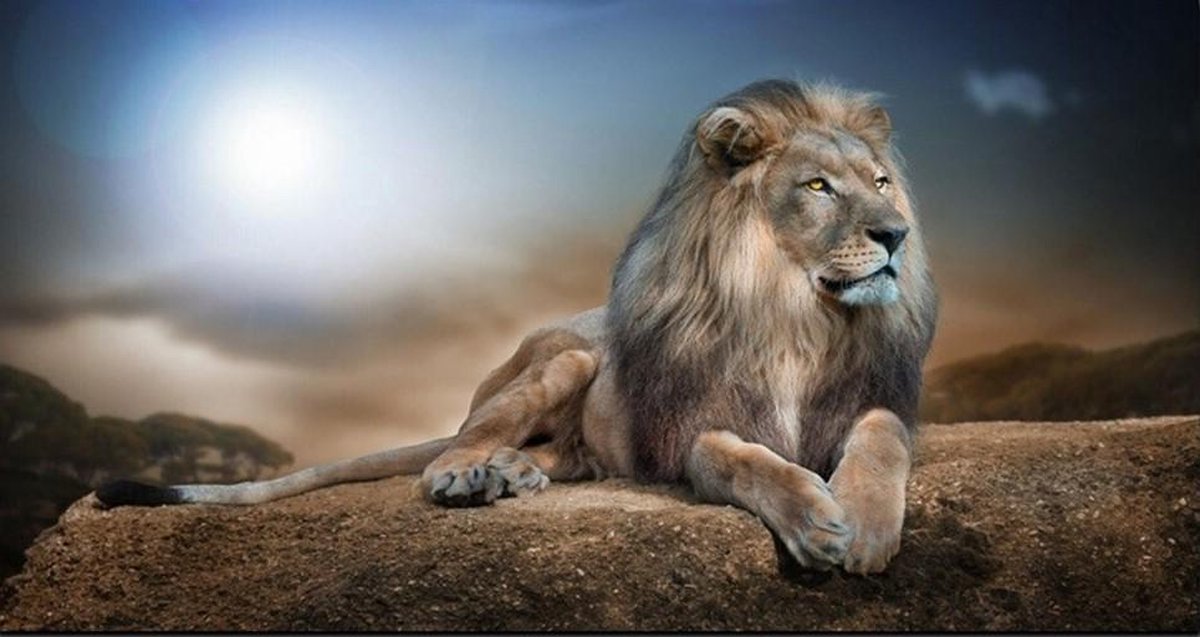 Diamond Painting Leeuw - 80x40 cm - Hobbypakket - Vierkante steentjes - Volledig te beplakken