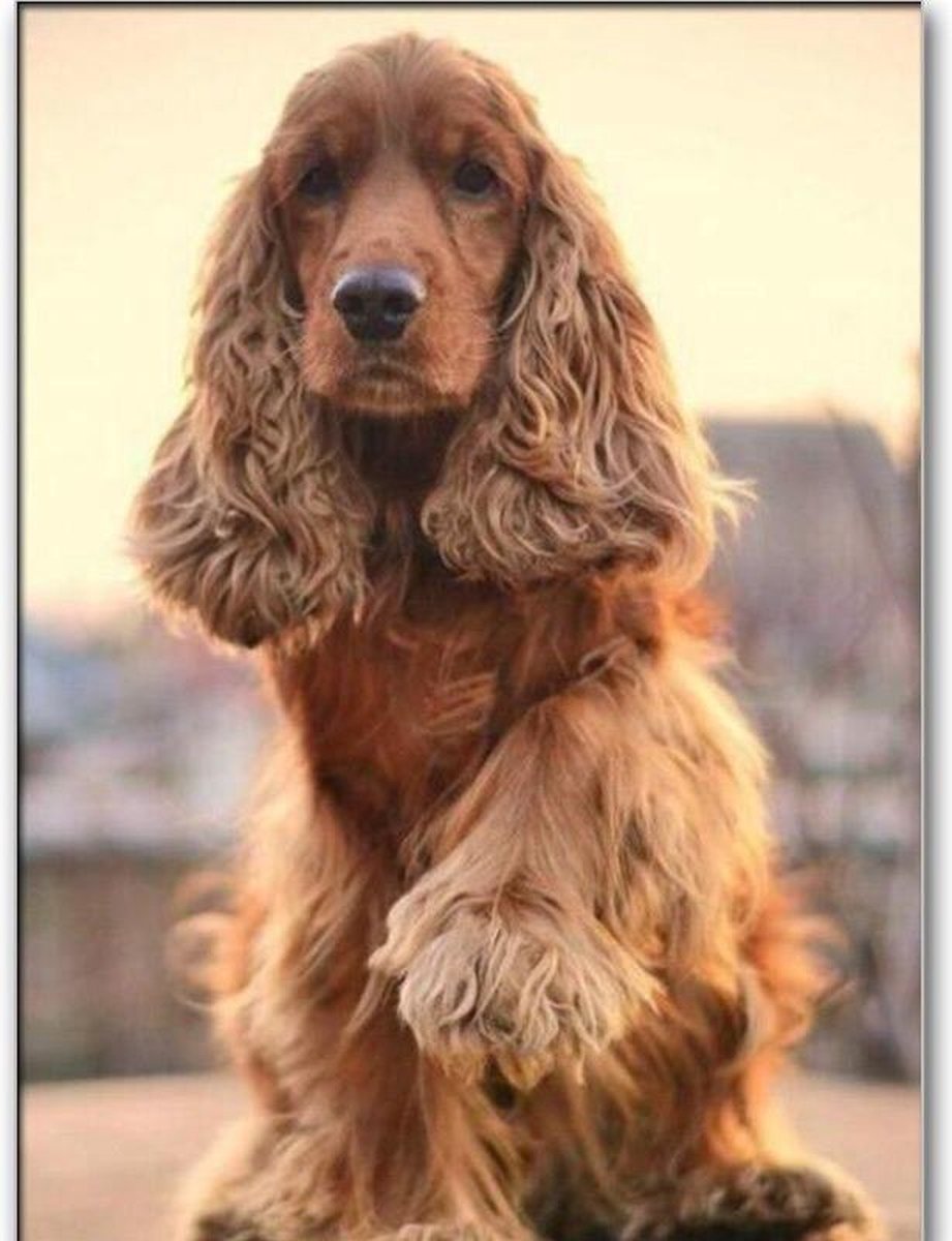 Diamond Painting Spaniel - 40x50 cm - Hobbypakket - Vierkante steentjes - Volledig bedekt