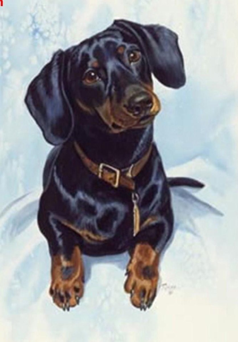 Diamond Painting Teckel - Vierkante steentjes - Hobbypakket - Volledig te bedekken - 30x40 cm